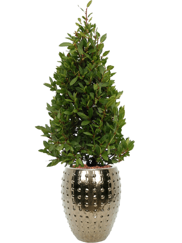 Laurus nobilis en Laos, Private label