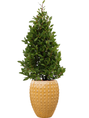 Laurus nobilis en Laos