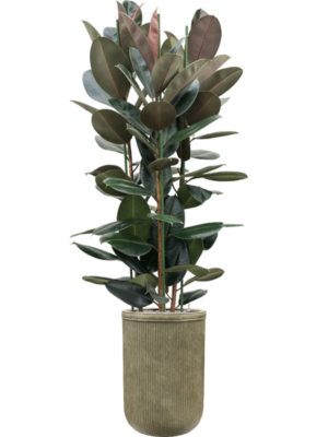 Ficus elastica 'Abidjan' en Baq Vertical Rib