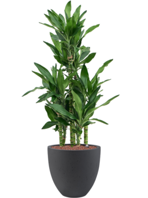 Dracaena fragrans 'Burundii' en Grigio