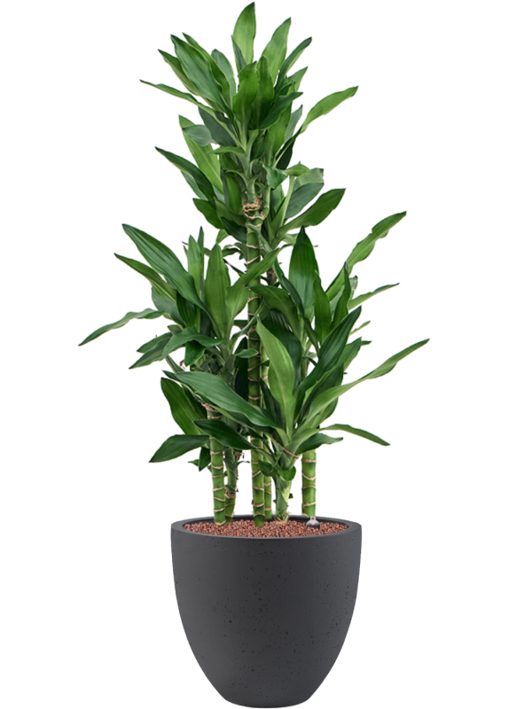 Dracaena fragrans 'Burundii' en Grigio, Luca Lifestyle