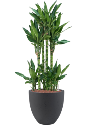 Dracaena fragrans 'Burundii' en Grigio
