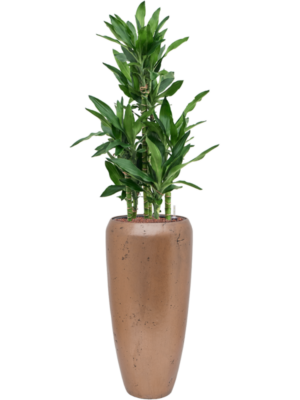 Dracaena fragrans 'Burundii' en Baq Opus Raw