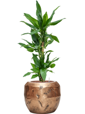 Dracaena fragrans 'Burundii' en Baq Opus Raw