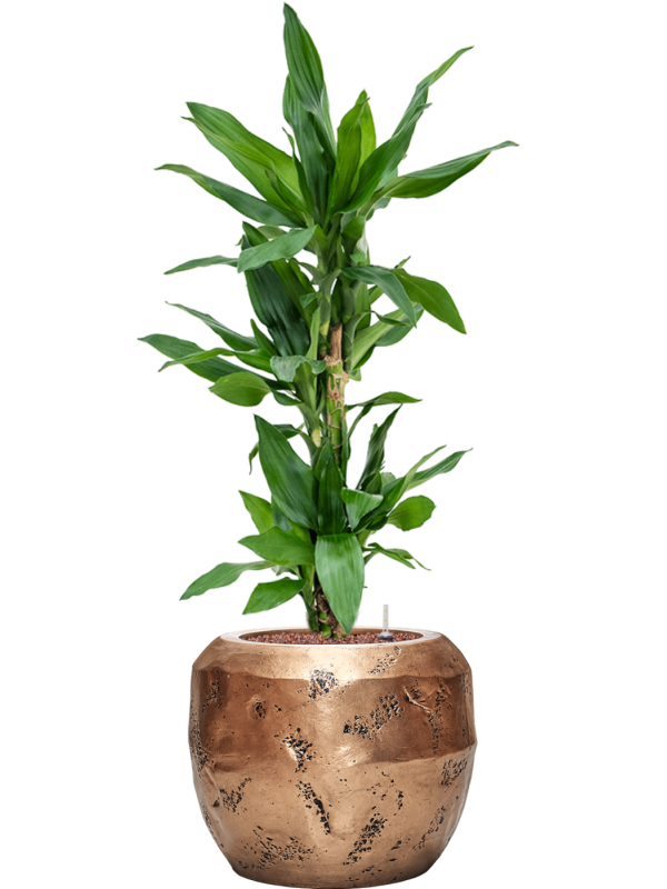 Dracaena fragrans 'Burundii' en Baq Opus Raw