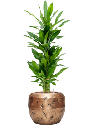 Dracaena fragrans 'Burundii' en Baq Opus Raw