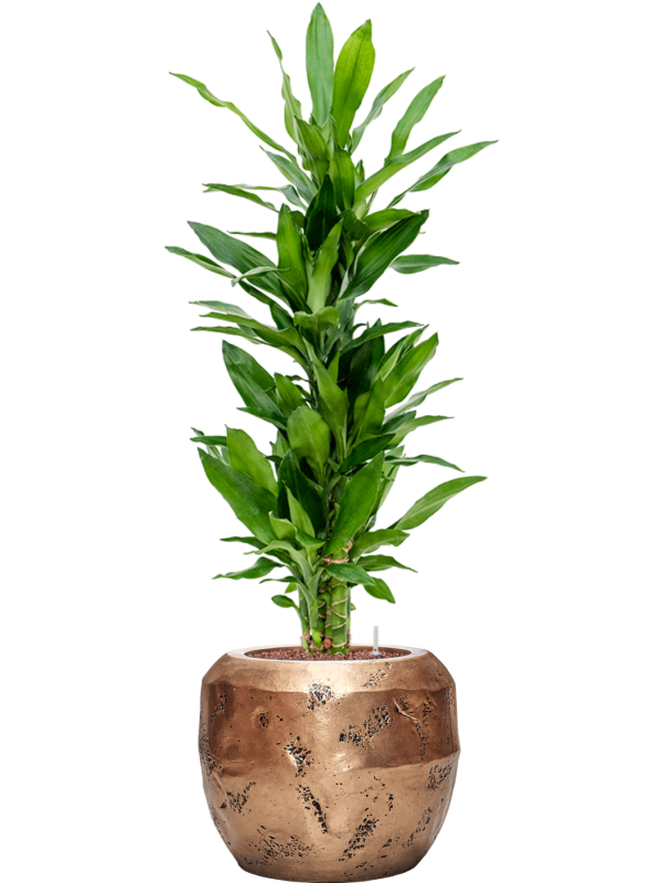 Dracaena fragrans 'Burundii' en Baq Opus Raw