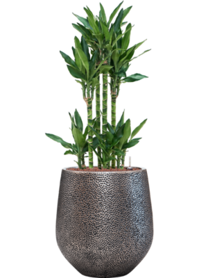 Dracaena fragrans 'Burundii' en Baq Opus Hit