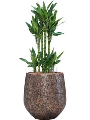 Dracaena fragrans 'Burundii' en Baq Opus Hit