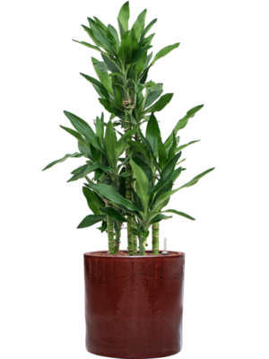 Dracaena fragrans 'Burundii' en Cylinder