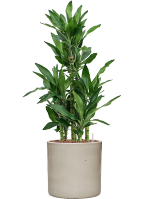 Dracaena fragrans 'Burundii' en Cylinder