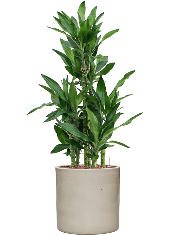 Dracaena fragrans 'Burundii' en Cylinder, Ter Steege