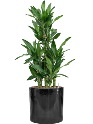 Dracaena fragrans 'Burundii' en Cylinder