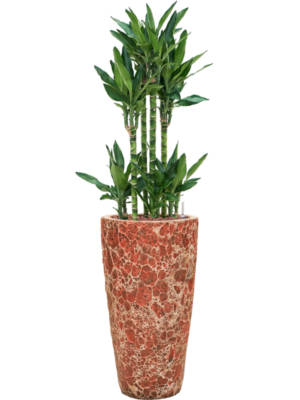 Dracaena fragrans 'Burundii' en Baq Lava