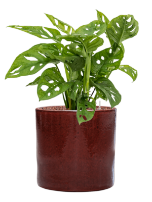 Monstera obliqua en Cylinder