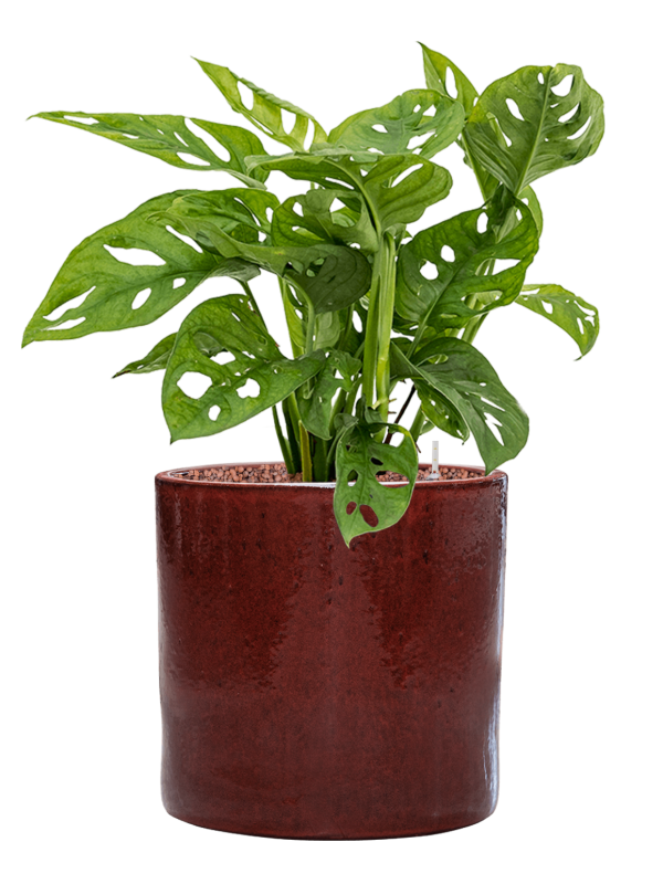 Monstera obliqua en Cylinder, Ter Steege
