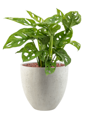 Monstera obliqua en Grigio