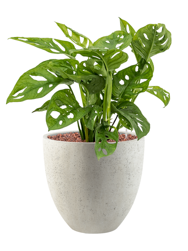 Monstera obliqua en Grigio, Luca Lifestyle