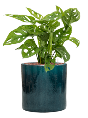 Monstera obliqua en Cylinder