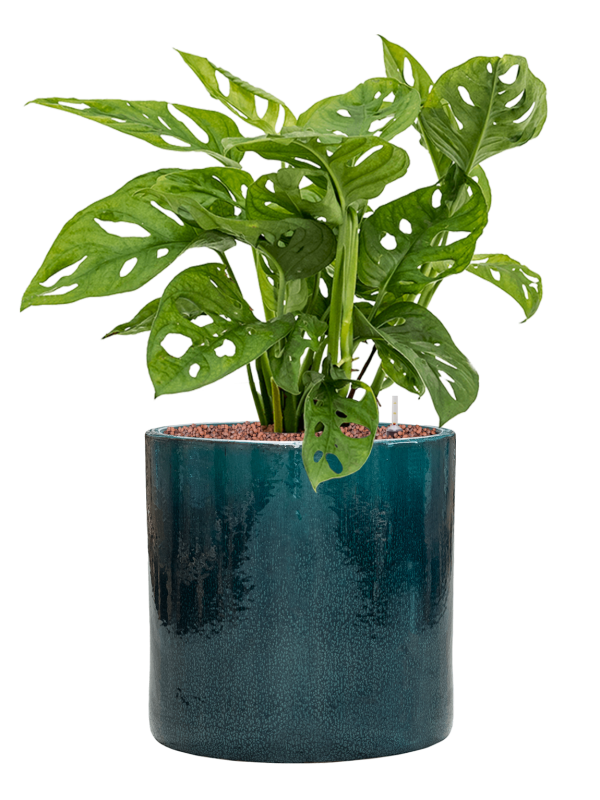 Monstera obliqua en Cylinder, Ter Steege