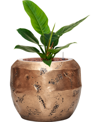 Philodendron 'Imperial Green' en Baq Opus Raw