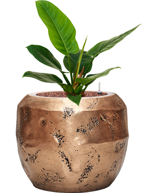 Philodendron 'Imperial Green' en Baq Opus Raw