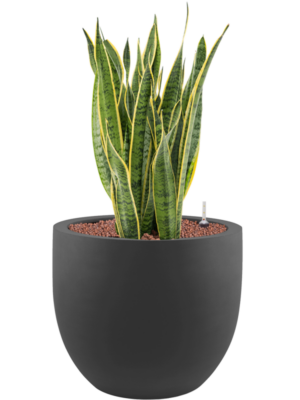 Sansevieria trifasciata 'Laurentii' en Stretto
