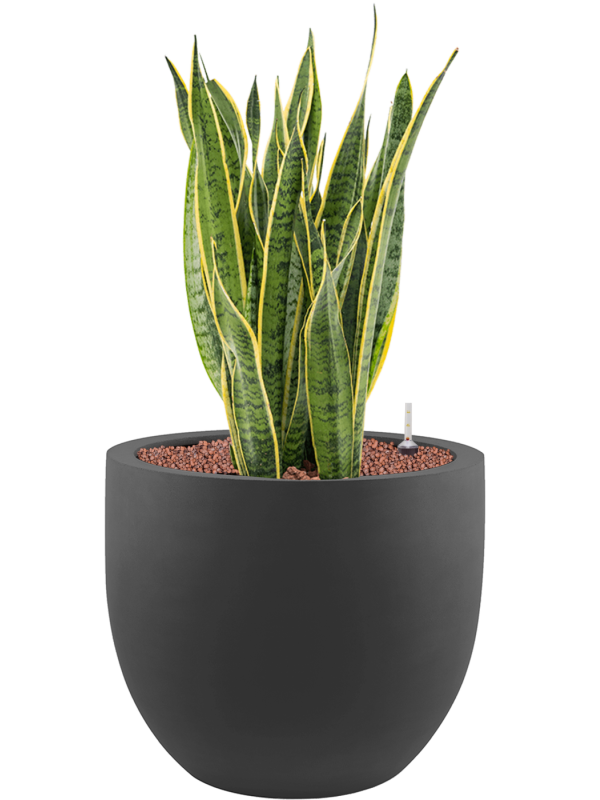 Sansevieria trifasciata 'Laurentii' en Stretto, Luca Lifestyle