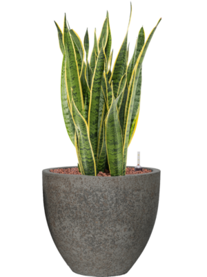 Sansevieria trifasciata 'Laurentii' en Cement