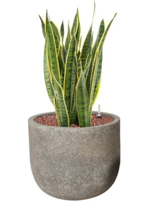 Sansevieria trifasciata 'Laurentii' en Cement