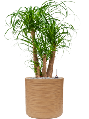 Beaucarnea recurvata en Baq Dune
