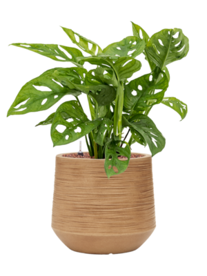 Monstera obliqua en Baq Dune