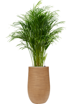 Dypsis (Areca) lutescens en Baq Dune