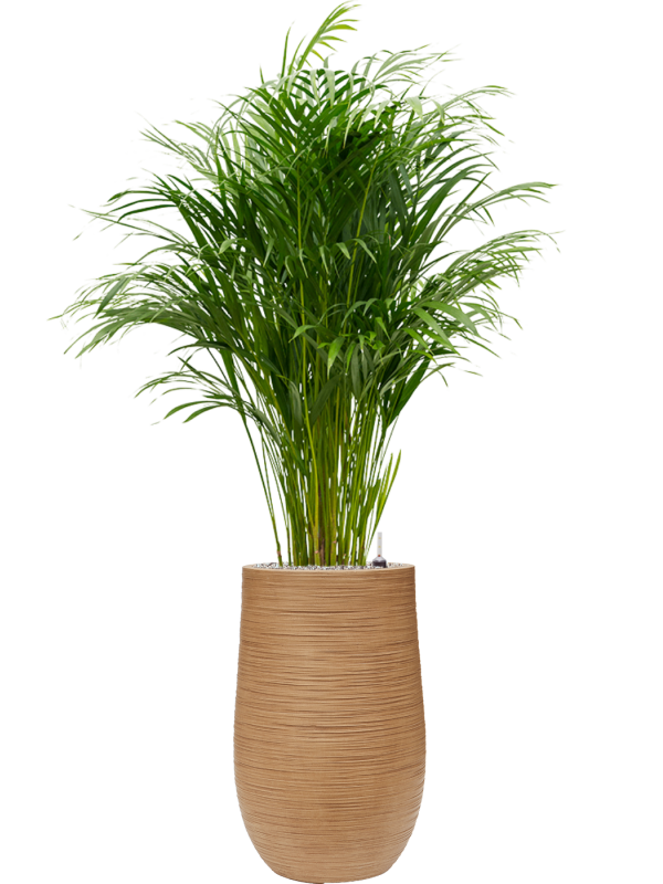 Dypsis (Areca) lutescens en Baq Dune