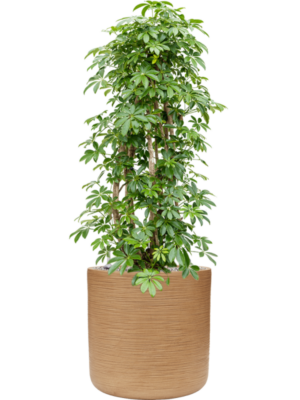 Schefflera arboricola 'Compacta' en Baq Dune