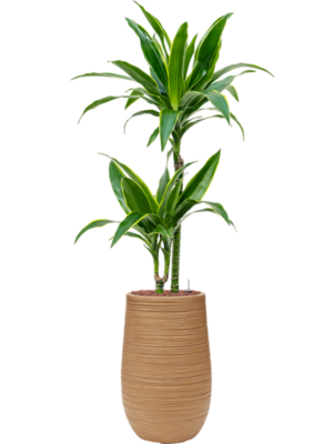 Dracaena fragrans 'Arturo' en Baq Dune