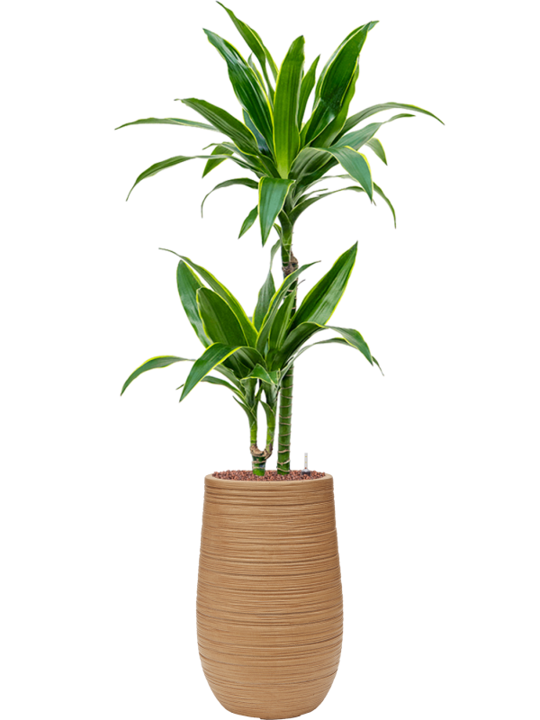 Dracaena fragrans 'Arturo' en Baq Dune