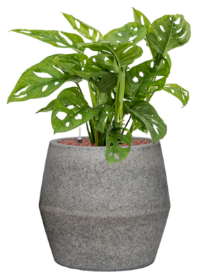 Monstera obliqua en Cement & Stone