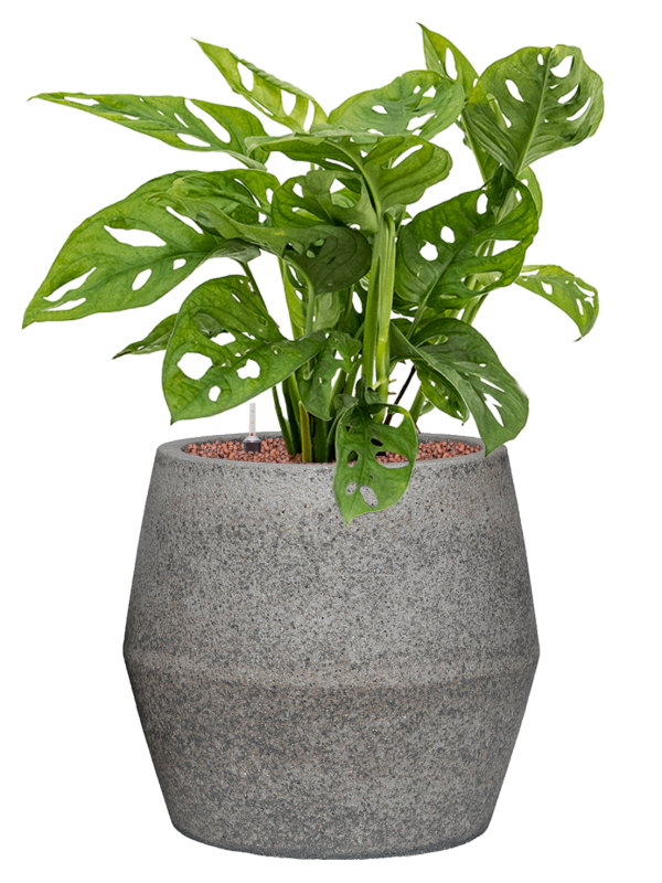 Monstera obliqua en Cement & Stone, Pottery Pots