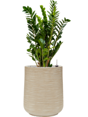 Zamioculcas zamiifolia en Baq Dune