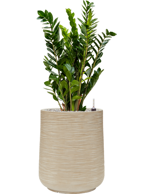 Zamioculcas zamiifolia en Baq Dune