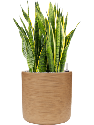 Sansevieria trifasciata 'Laurentii' en Baq Dune