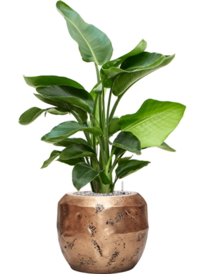 Strelitzia nicolai en Baq Opus Raw