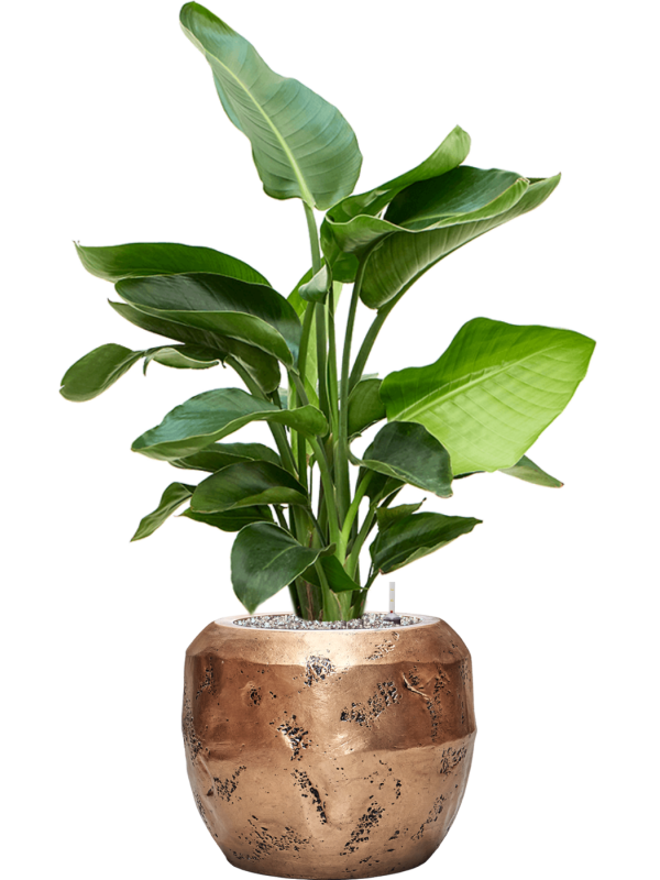 Strelitzia nicolai en Baq Opus Raw