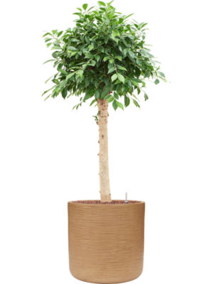 Ficus microcarpa 'Nitida' en Baq Dune
