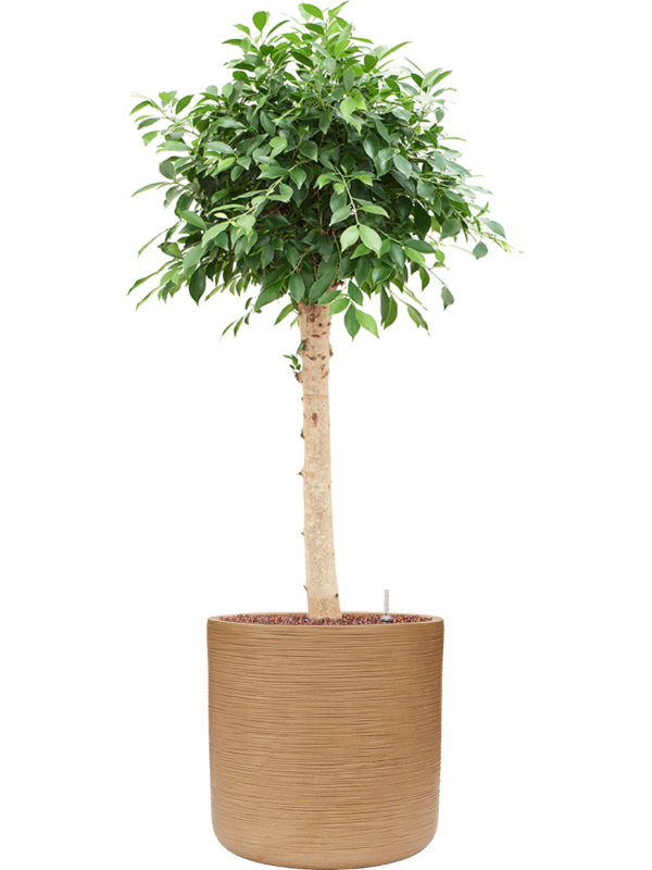 Ficus microcarpa 'Nitida' en Baq Dune