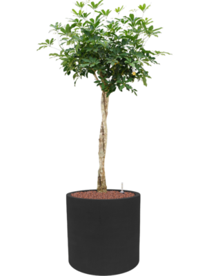 Schefflera arboricola 'Compacta' en Fiberstone