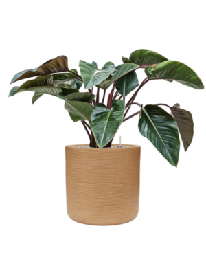 Philodendron 'Red Beauty' en Baq Dune