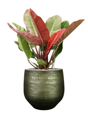 Philodendron 'Prince of Orange' en Noor