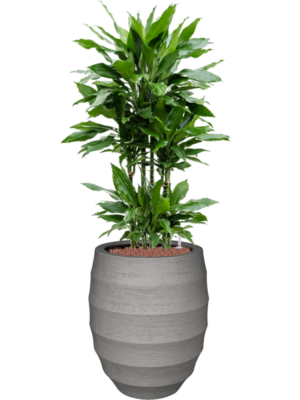 Dracaena fragrans 'Janet Lind' en Bordo